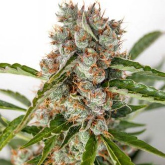 Cannabis seeds Auto Orange Bud Feminised Gold - 500 pcs